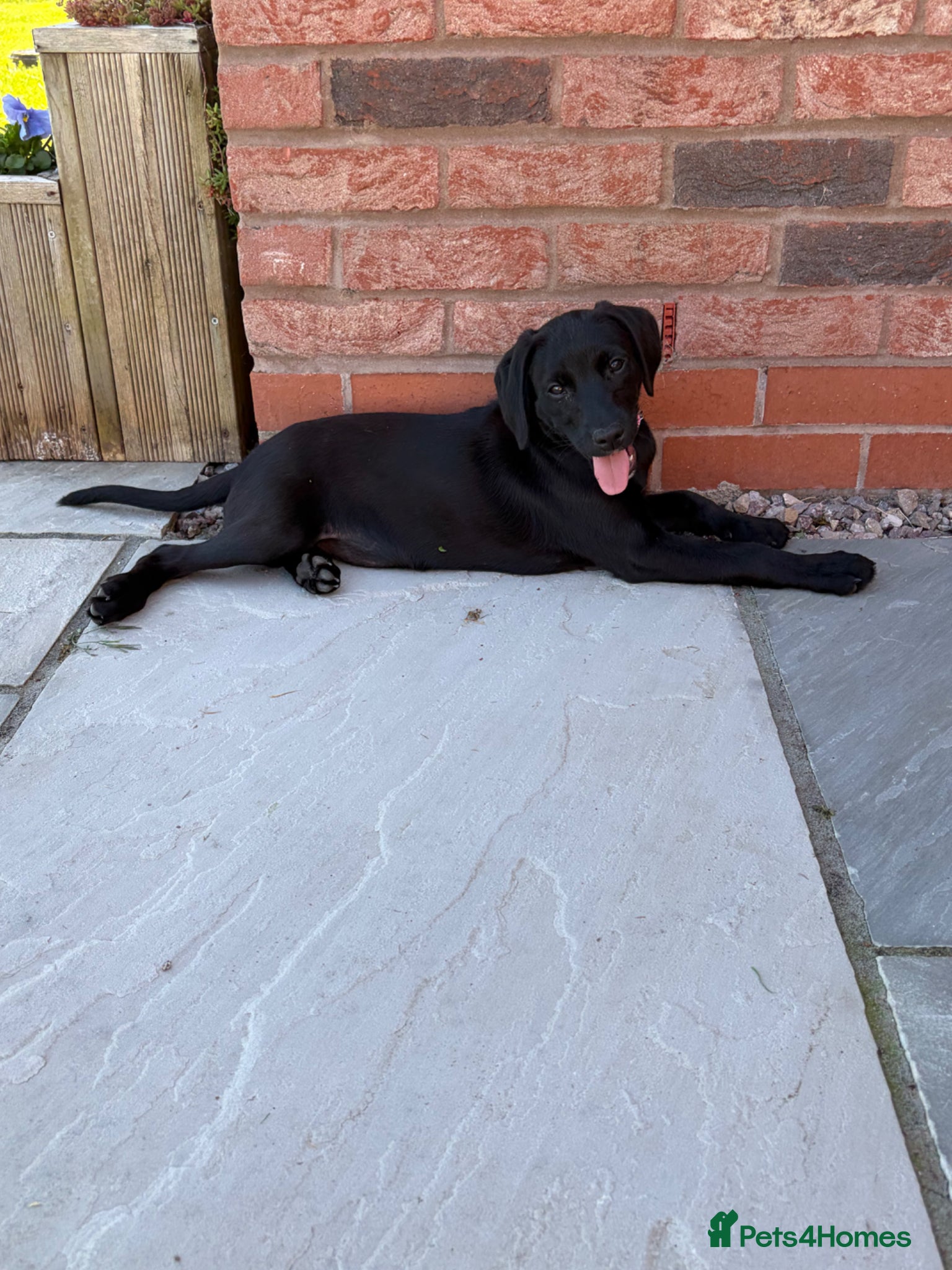 Mixed Breed dogs 1/8 LABMARANER PUPS READY FROM 2ND MAY  - Advert 1