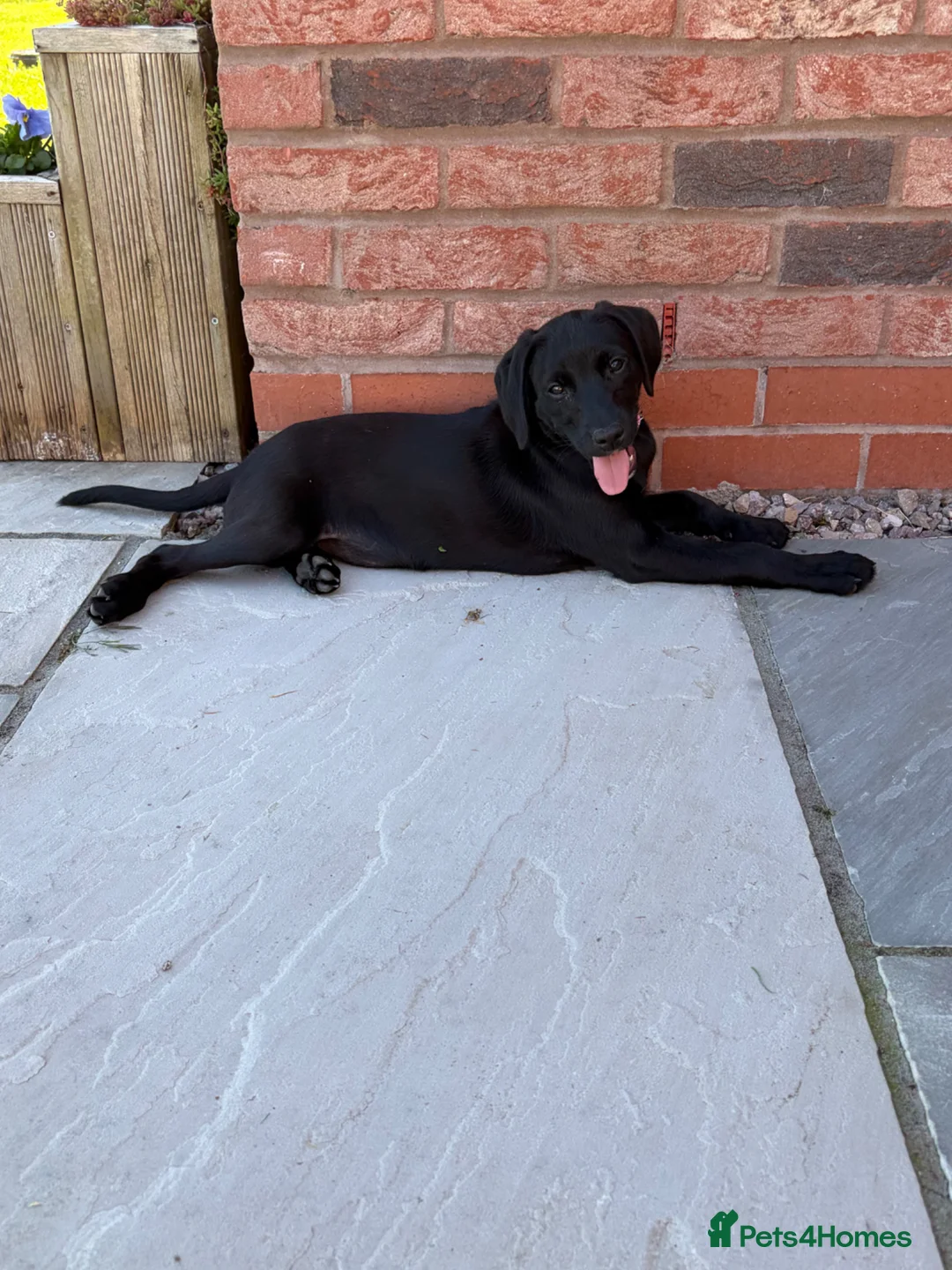 Mixed Breed dogs for sale: 1/8 LABMARANER PUPS READY FROM 2ND MAY  - Advert 1