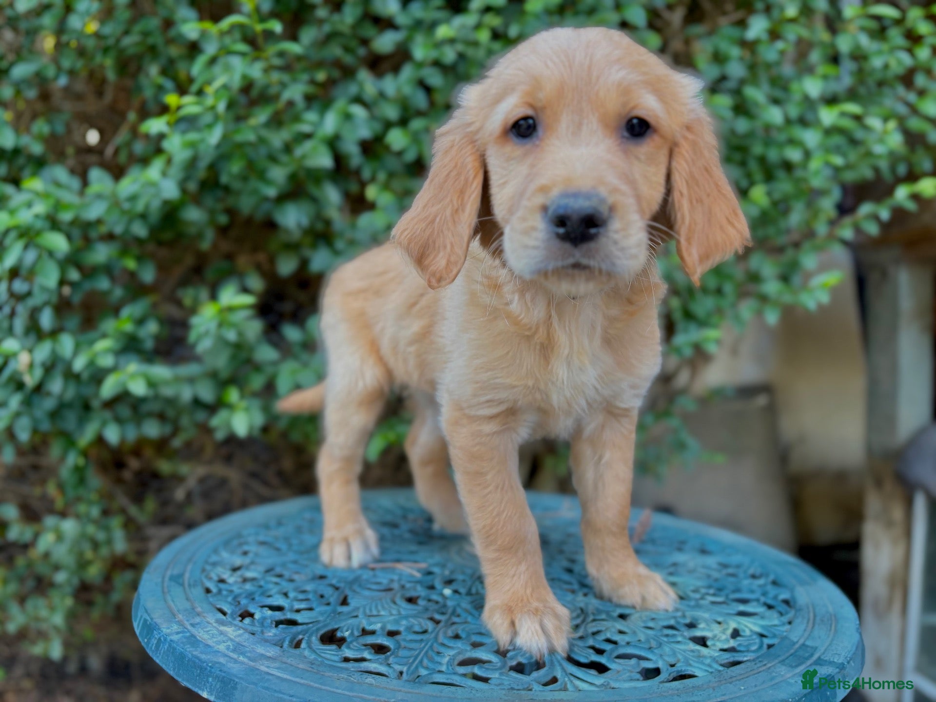Golden Retriever dogs Fox Red, KC,  Extensively Health Tested Pups - Advert 1