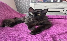 Maine Coon cats for sale: 1 beautiful Male kitten left - Image 12