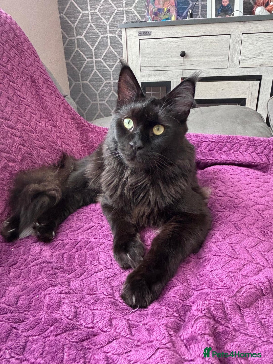 Maine Coon cats for sale: 1 beautiful Male kitten left - Image 12