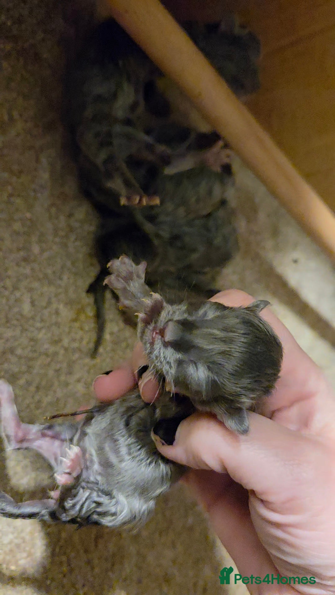 Maine Coon cats for sale: Ready December TICA beautiful Maine Coon Kittens  - Image 33