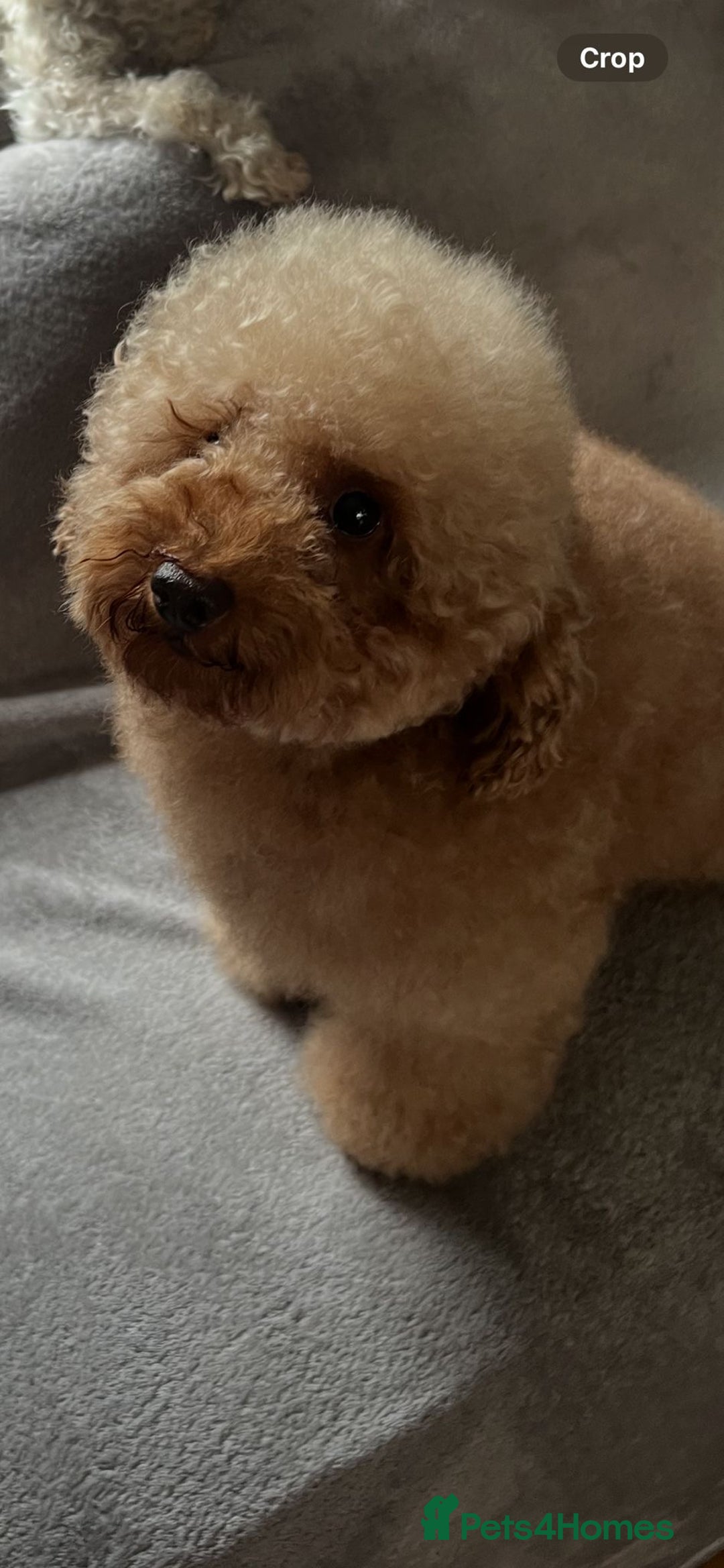 Toy Poodle dogs for stud: Gorgeous Red Toy Poodle For Stud - Image 5