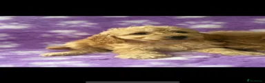 Cavapoo Puppy 6