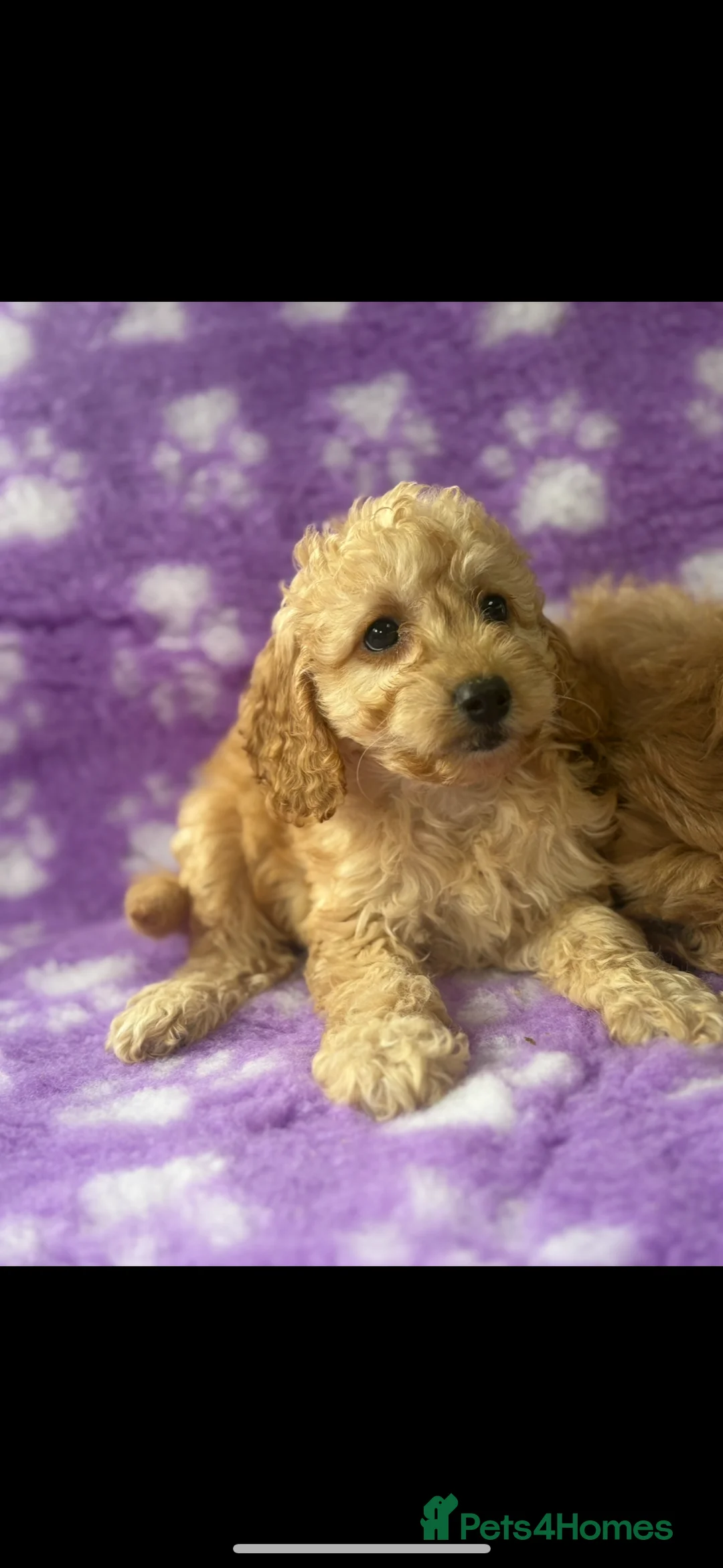 Cavapoo dogs for sale: Extensively health tested red Cavapoo babies in West Malling - Advert 2