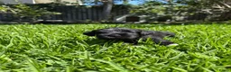 Miniature Schnauzer dogs for sale: Beautiful Pure Miniature Schnauzer Sweethearts  - Advert 12