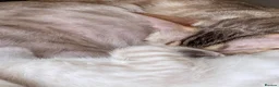 Bengal cats for sale: Snow bengal kittens in Hartlepool - Advert 2