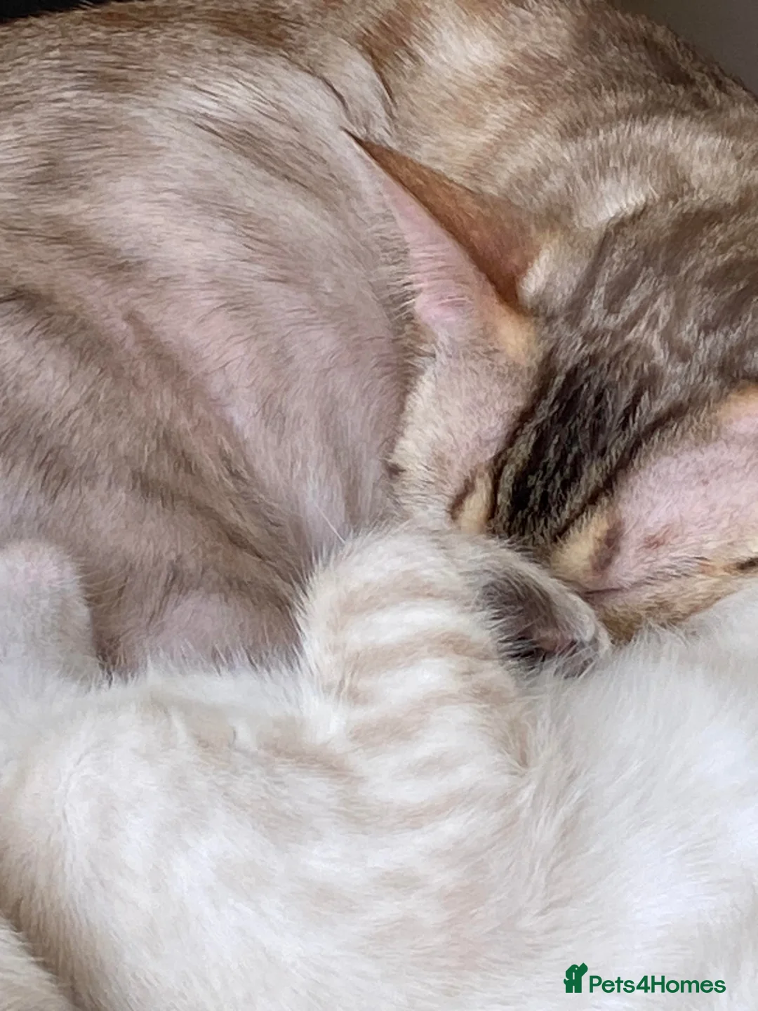 Bengal cats for sale: Snow bengal kittens in Hartlepool - Advert 2