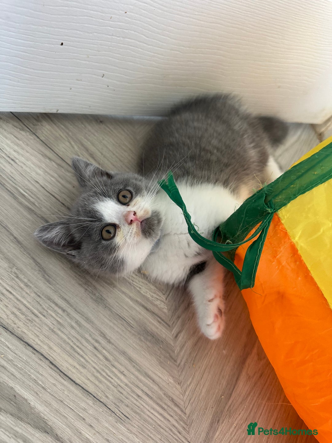 British Shorthair cats for sale: 🐻 STUNNING GIRL GCCF REGISTERED REDUCED LAST 1 🐻 - Image 28