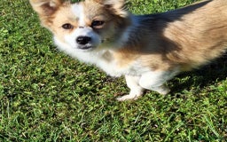 Mixed Breed dogs for adoption: Lilly for adoption - Image 5