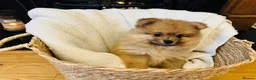 Pomeranian dogs for sale: Teddy bear face Pomeranian Pups in Liverpool - Advert 10