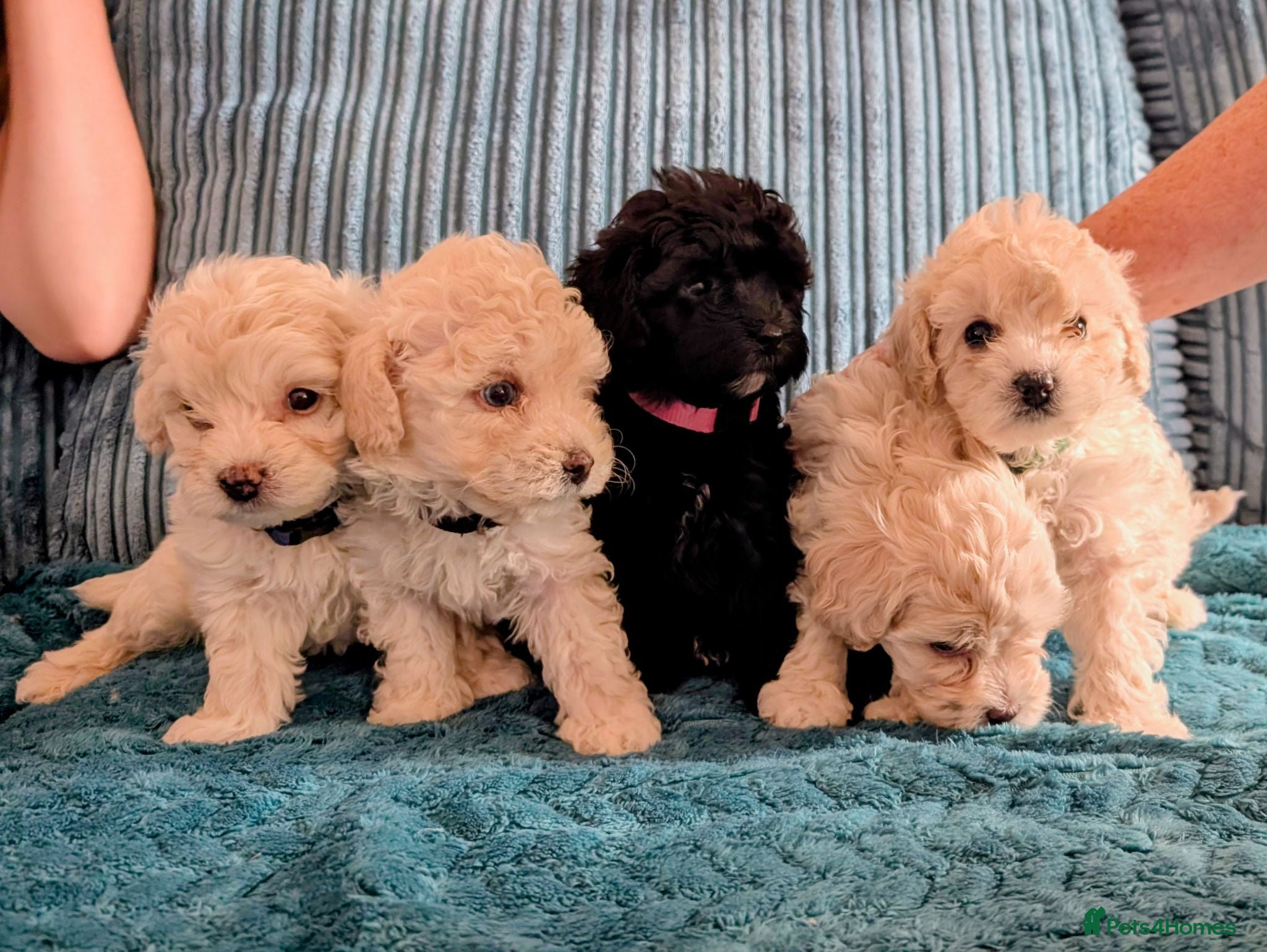 Maltipoo dogs Dna Genetically health tested maltipoos - Advert 8