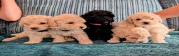 Maltipoo dogs for sale: *ready to leave*Genetically health tested maltipoo - Advert 9