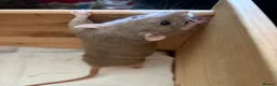 Rat rodents for sale: BEAUTIFUL BABY TAME RATS  - Advert 6