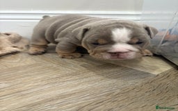 English Bulldog dogs for sale: English bulldog puppies  - Advert 23