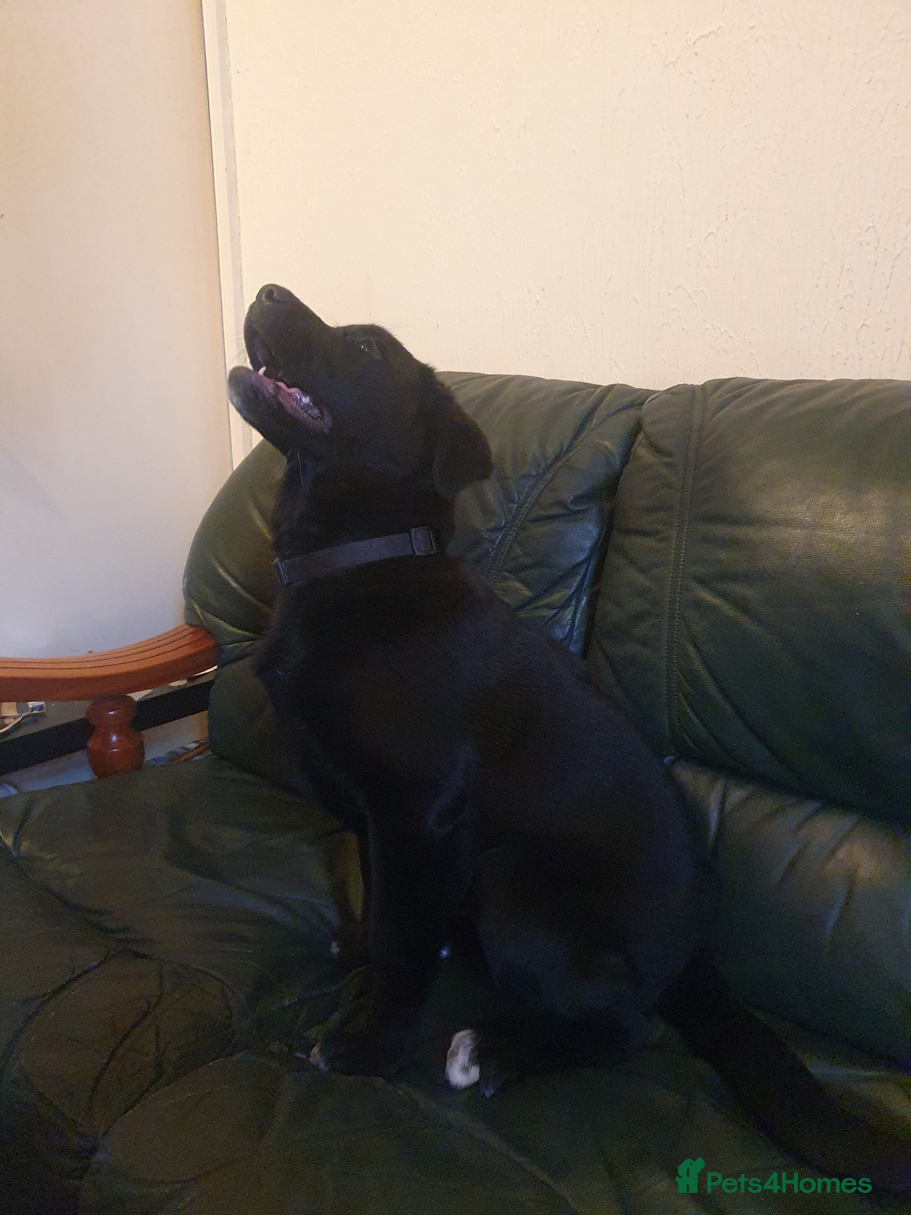 Mixed Breed dogs Akita and Golden retriever mix - Advert 7