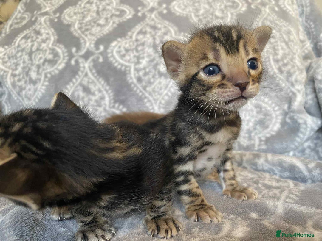 Bengal cats for sale: STUNNING TICA reg Bengal kittens ready to reserve - Image 16