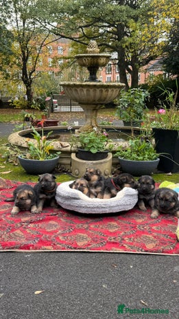 German Shepherd dogs - Advert 1