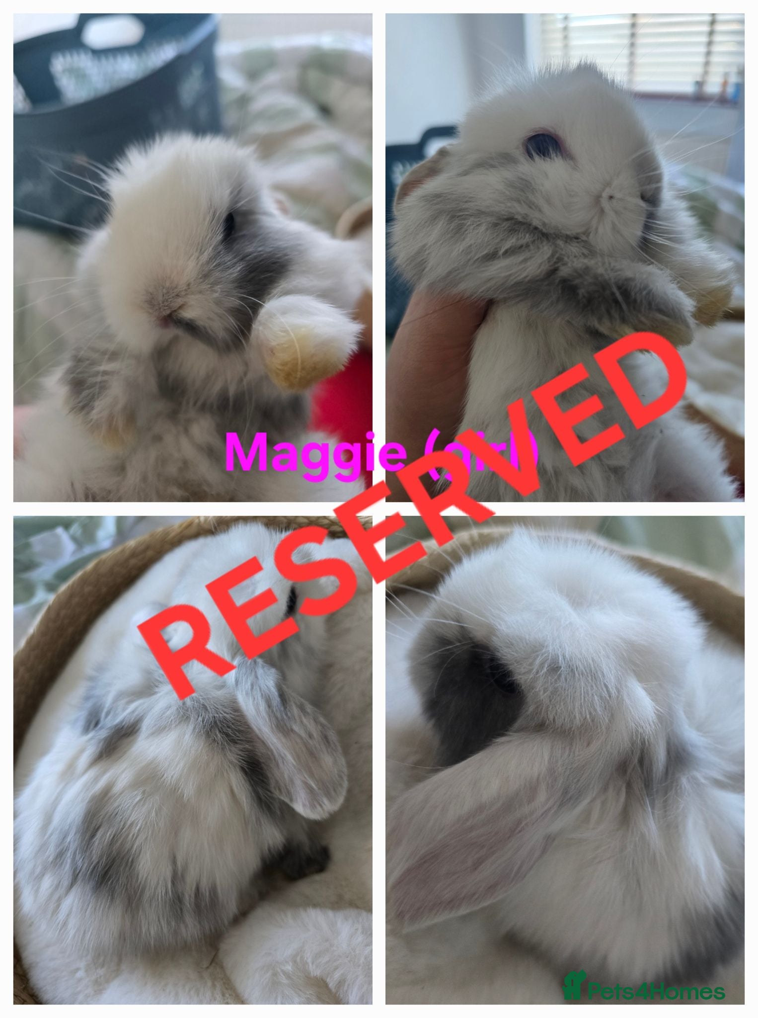 Mini Lop rabbits Beautiful mini lops x10 - Advert 2