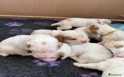 Clumber Spaniel dogs for sale: Pedigree KC Clumber Spaniel Puppies - Advert 5