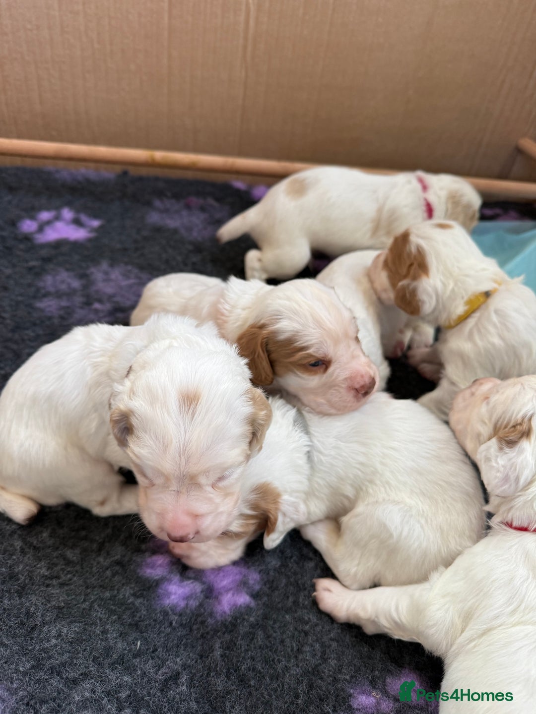 Clumber Spaniel dogs for sale: Pedigree KC Clumber Spaniel Puppies - Advert 5