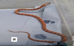 Corn Snake reptiles for sale: Corn Snake Morph Hatchling's  - Image 4