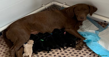 Labrador Retriever dogs - Advert 4