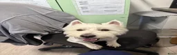 West Highland Terrier dogs for stud: KC Registered West Highland White Terrier *STUD* - Advert 8