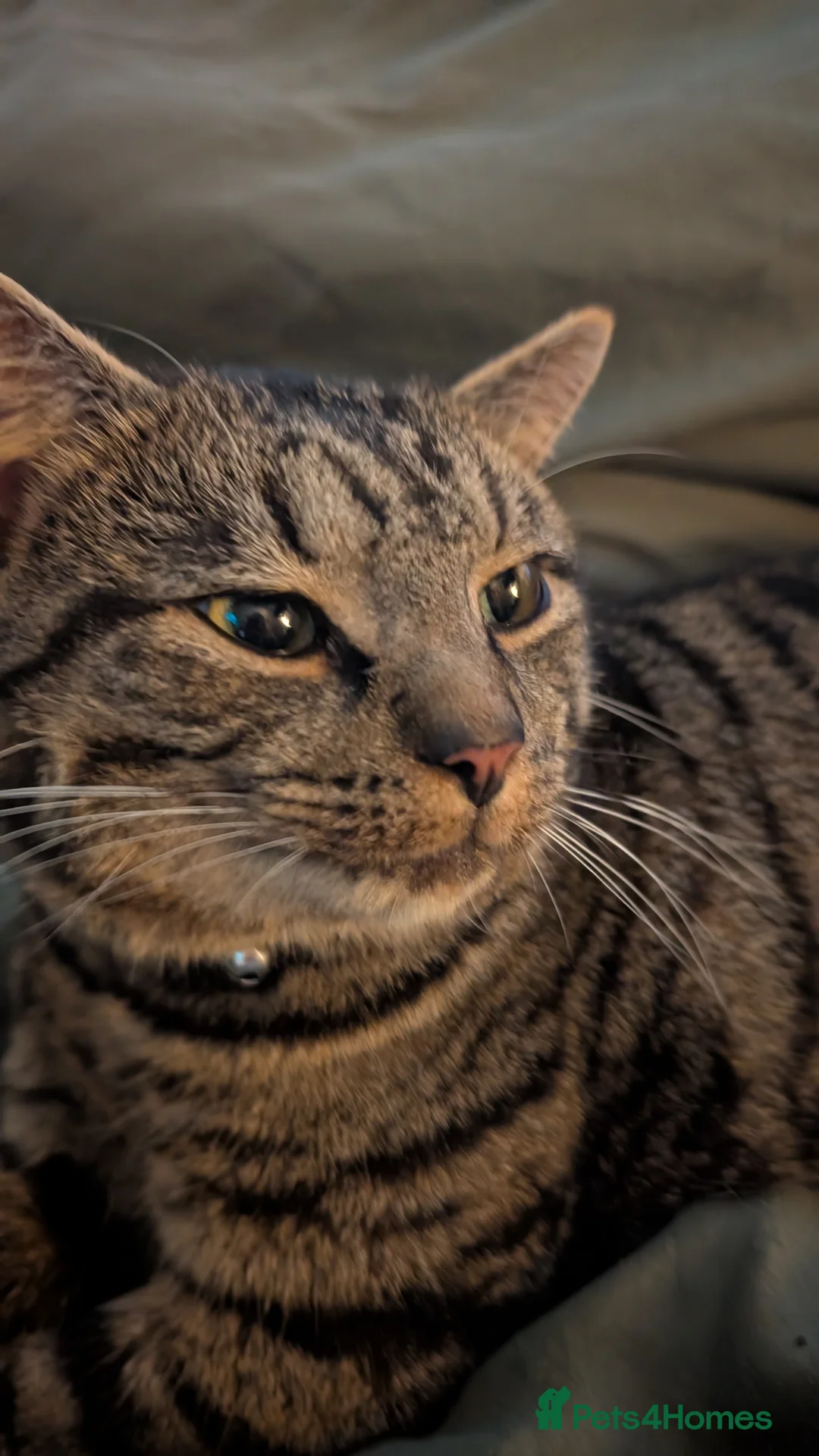 American Shorthair cats for sale: Bailey the Tabby Cat - Advert 6