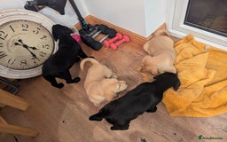 Labrador Retriever dogs for sale: Labrador puppies ready soon. North Yorkshire. - Advert 9