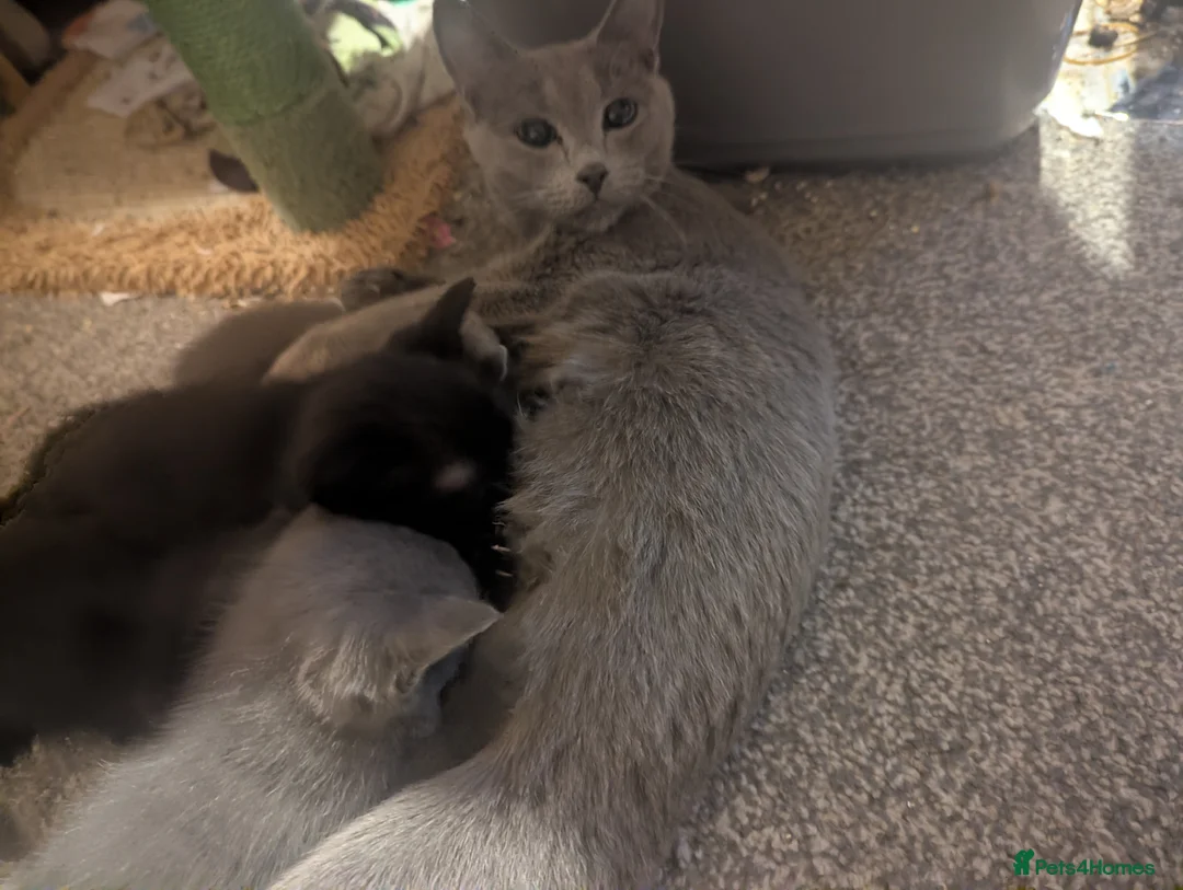 Russian Blue cats for sale: Adorable Russian Blue X Kittens  - Advert 2
