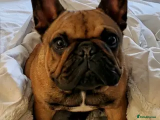 French Bulldog dogs Red Female - Advert 2