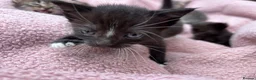 British Shorthair cats for sale: Friendly Tabby kittens  - Advert 17