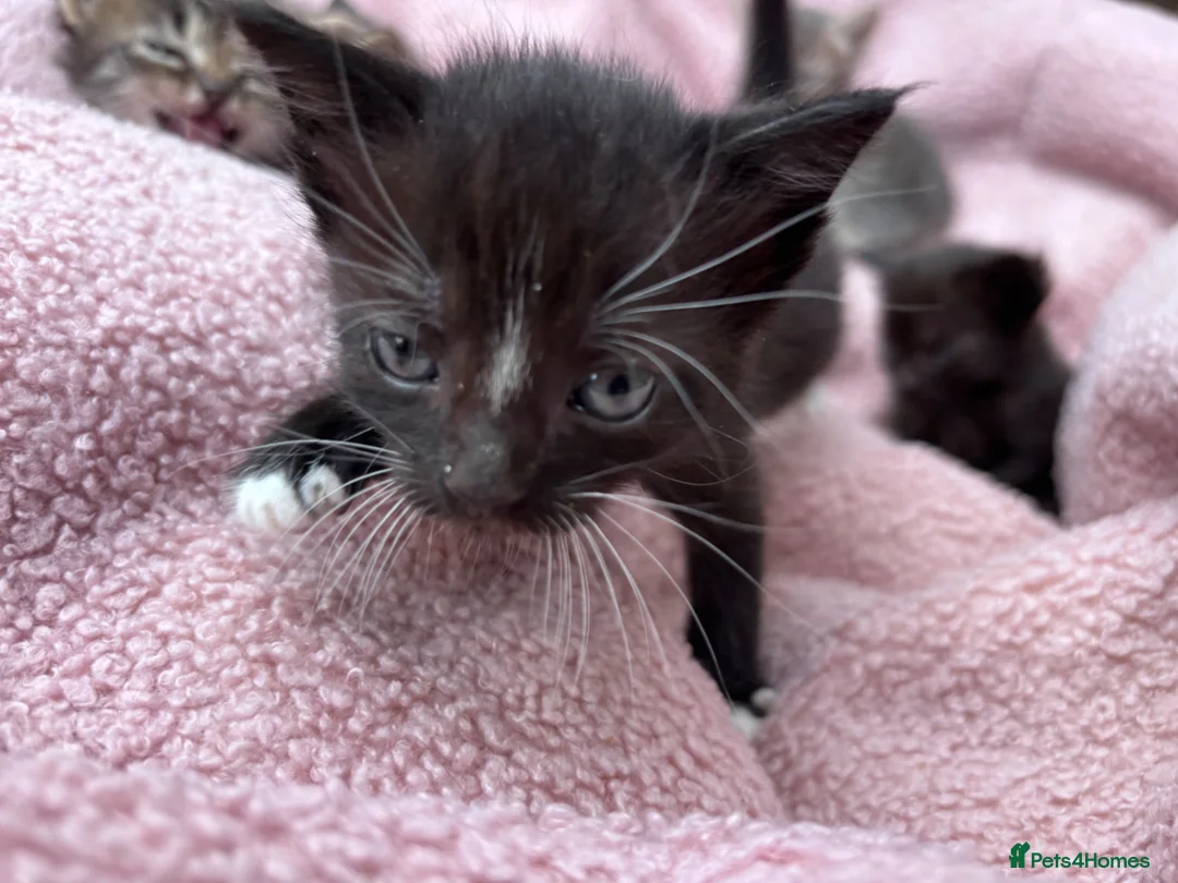 British Shorthair cats for sale: Friendly Tabby kittens  - Advert 17