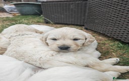 Golden Retriever dogs for sale: Gorgeous Golden Retriever Puppies  - Image 3