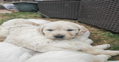 Golden Retriever dogs - Advert 2