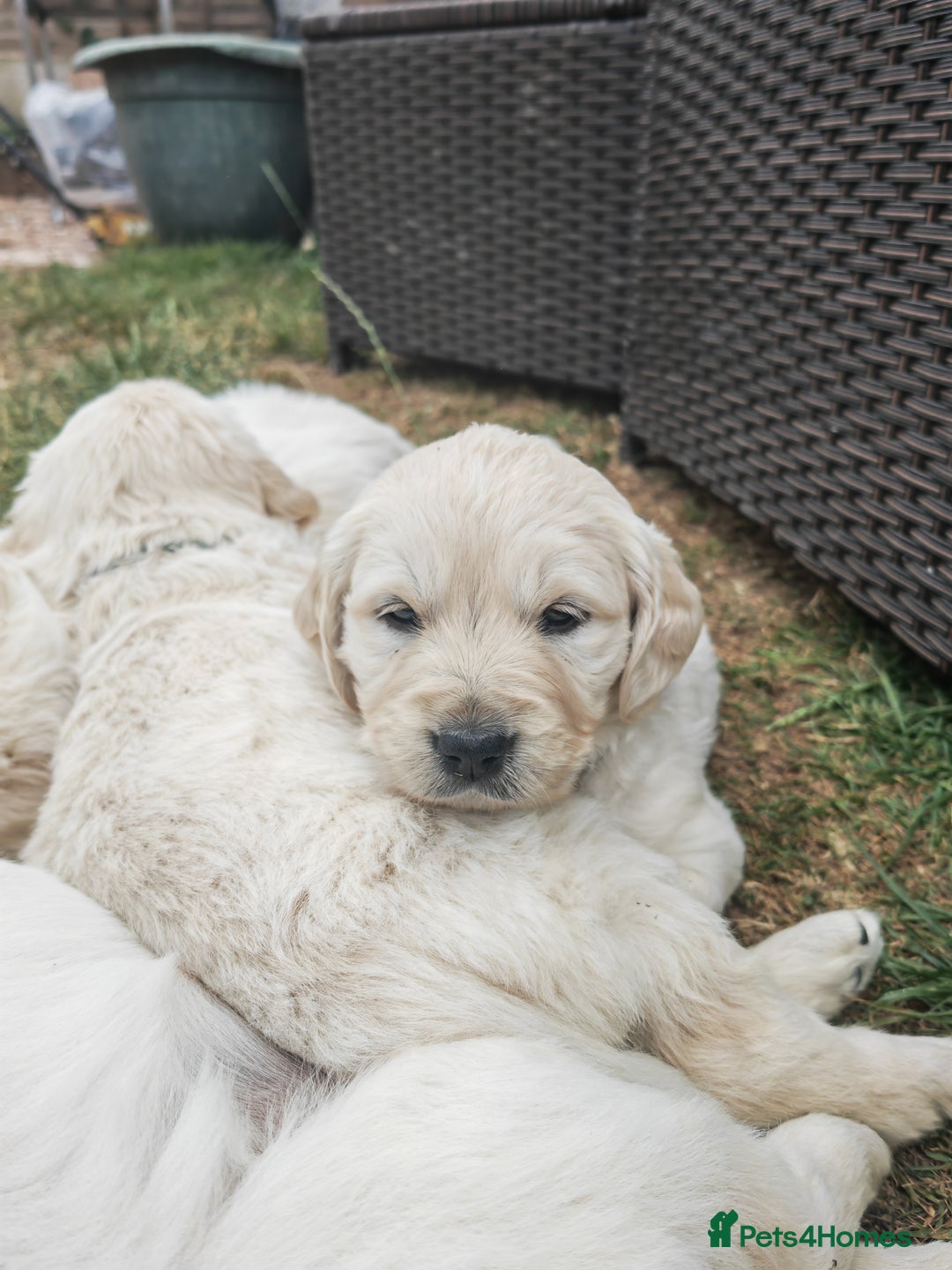 Golden Retriever dogs for sale: Gorgeous Golden Retriever Puppies  - Image 3