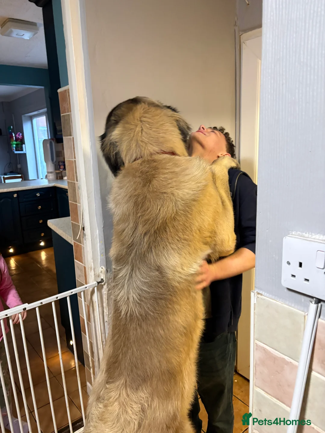 Mastiff dogs for stud: Old English Mastiff for Stud - Advert 2