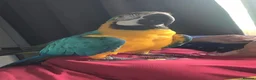 Macaws birds for sale: Macaw blue gold Tamed friendly   in Hull - Advert 3