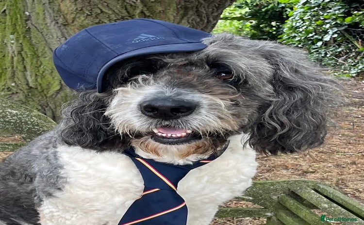 Saint Bernard dogs - Advert 1