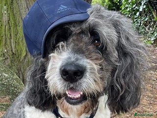 Saint Bernard dogs - Advert 1