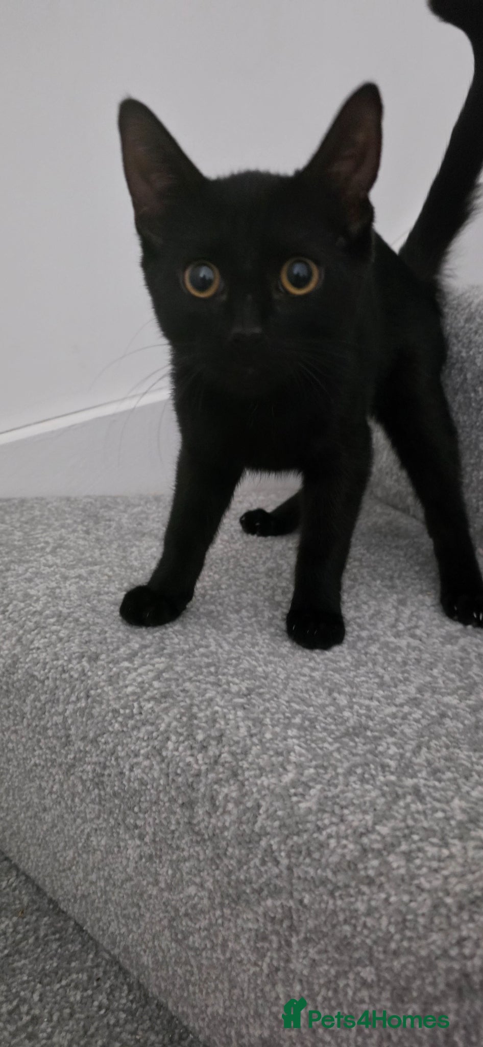 British Shorthair cats Rehome - Advert 3
