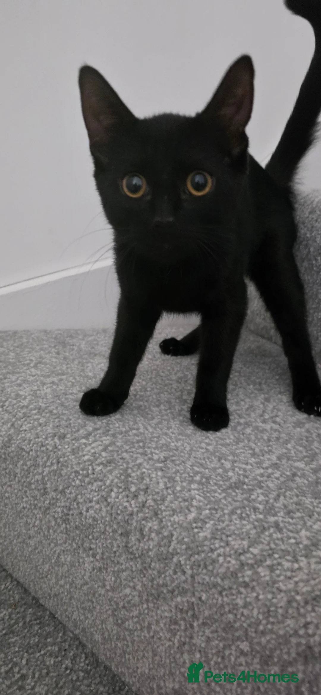 British Shorthair cats for sale: Rehome - Advert 1