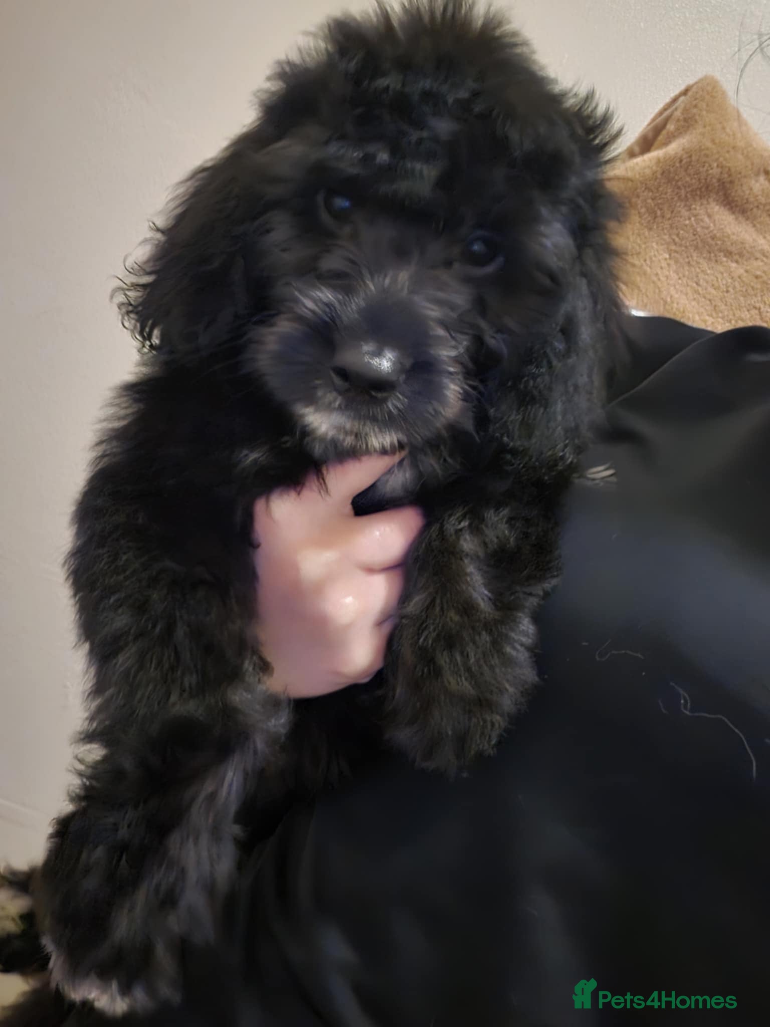 Goldendoodle dogs Goldendoodle puppies - Advert 4