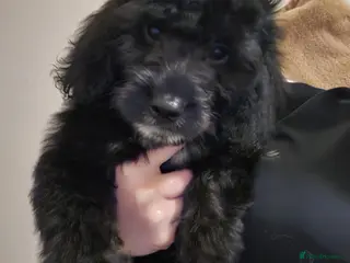 Goldendoodle dogs Goldendoodle puppies - Advert 4