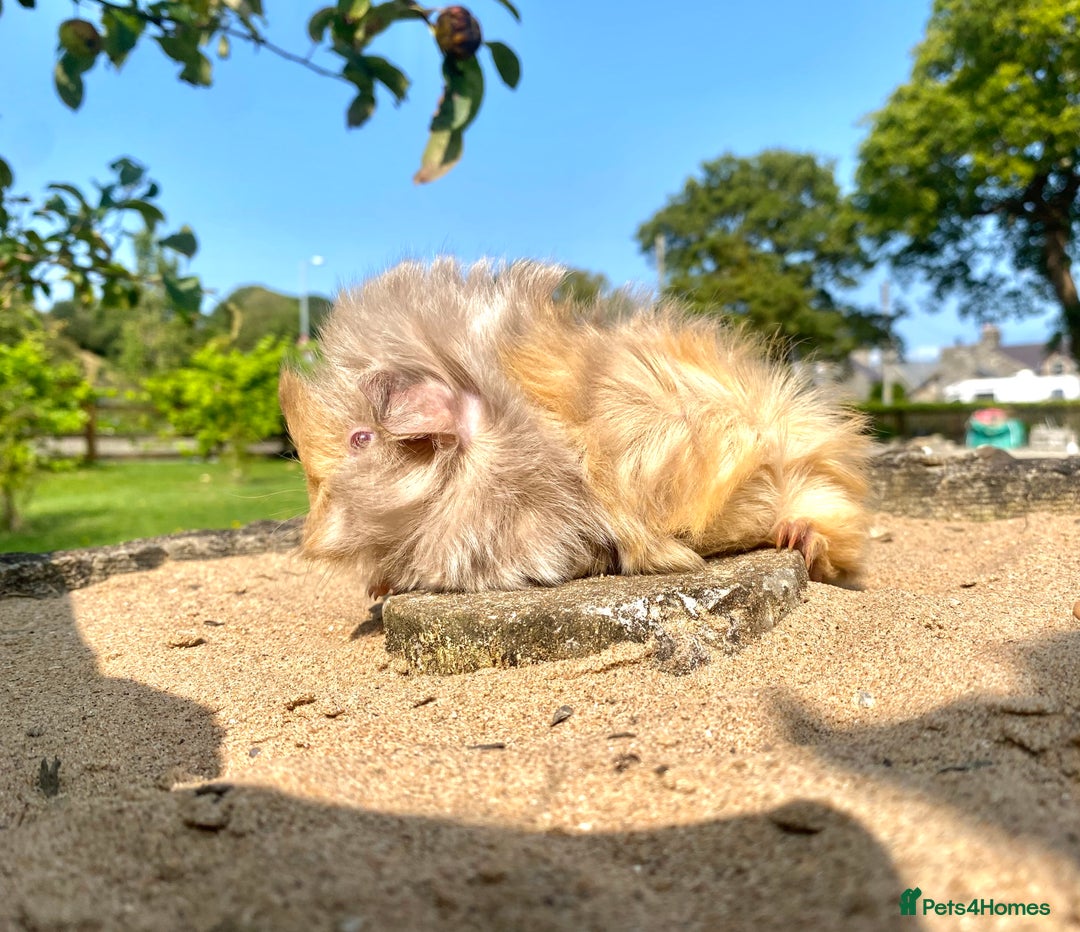 Guinea Pig rodents for sale: Long haired Guinea Pigs For Sale - Image 6