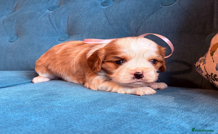 Cavalier King Charles Spaniel dogs - Advert 7