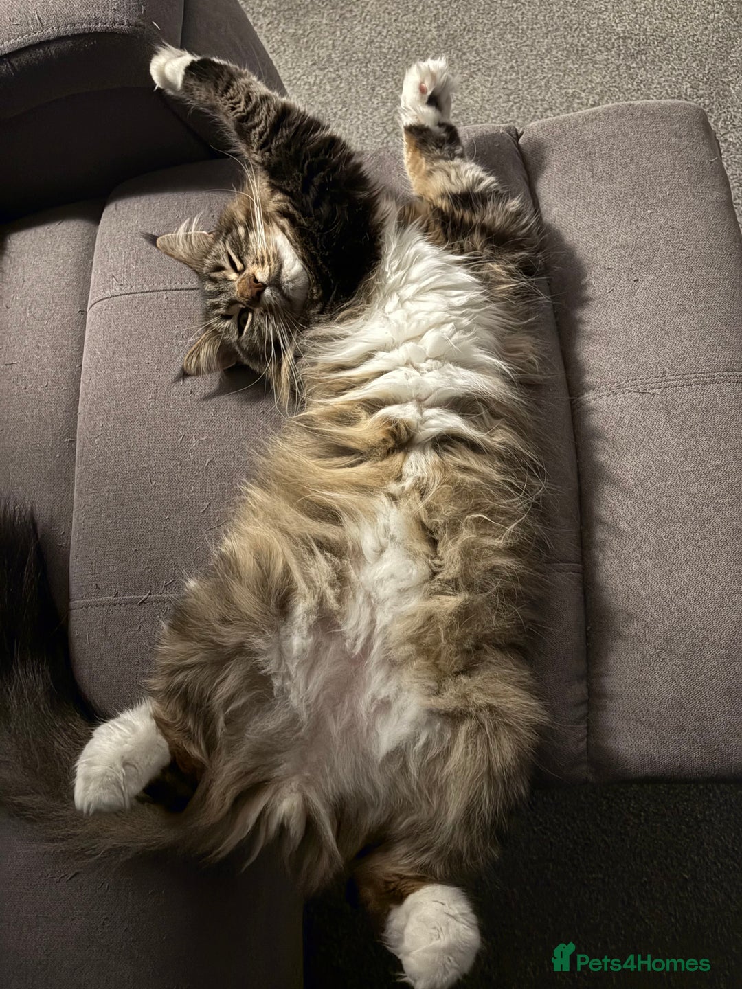 Maine Coon cats for sale: Two four year old Maine coon cats (mixed) - Image 7