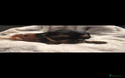 Yorkshire Terrier dogs for sale: Yorkshire terrier mini  - Advert 5