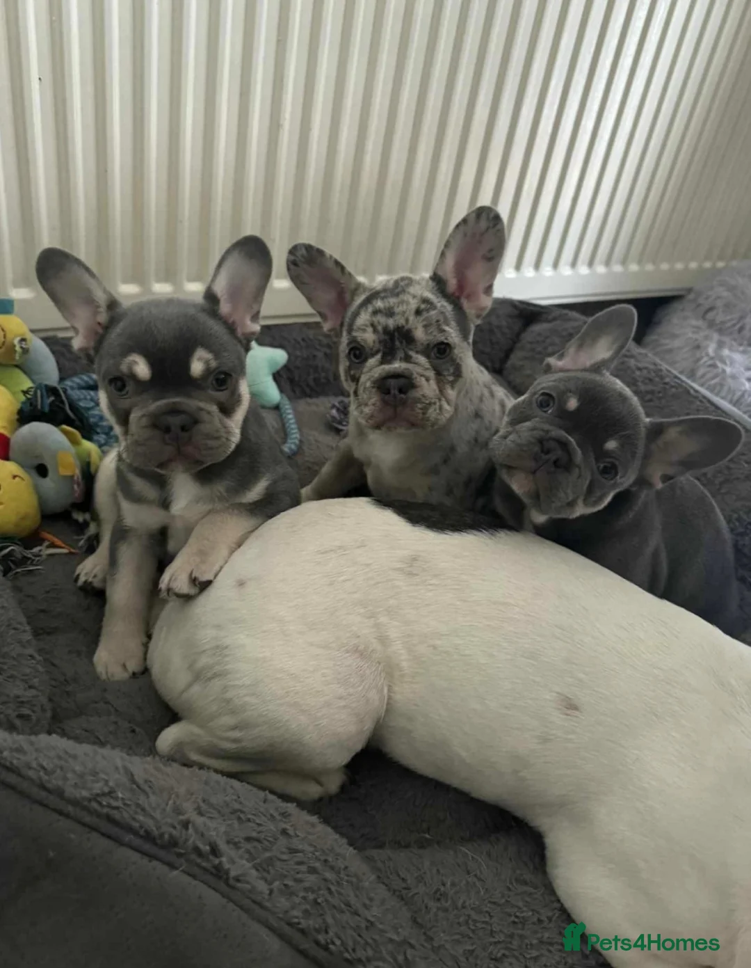 French Bulldog dogs for sale: 3 frechie puppies for sale  - Advert 5
